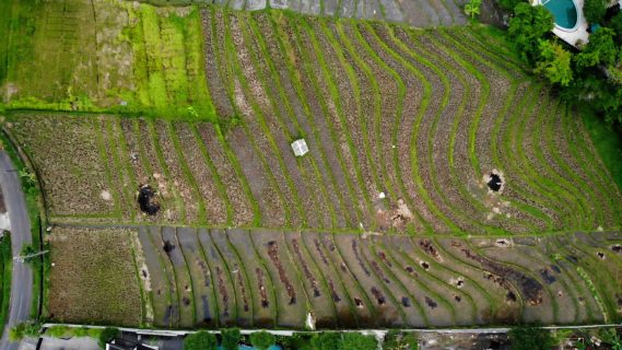 Bird's Eye View of Rice Fields in Bali, Indonesia
