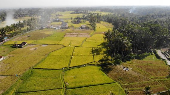 Aerial View of Rice Fields in Bali, Indonesia
