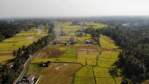 Aerial View of Rice Fields in Bali, Indonesia