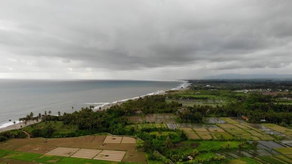 Aerial View With Rice Fields, Dark Sand Beach and Palm Trees on a Gloomy Day in Bali, Indonesia