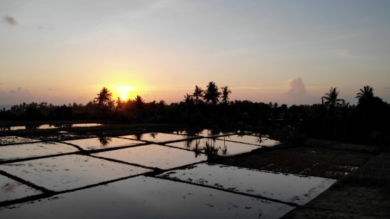 Sun Setting in the Rice Fields - Bali, Indonesia