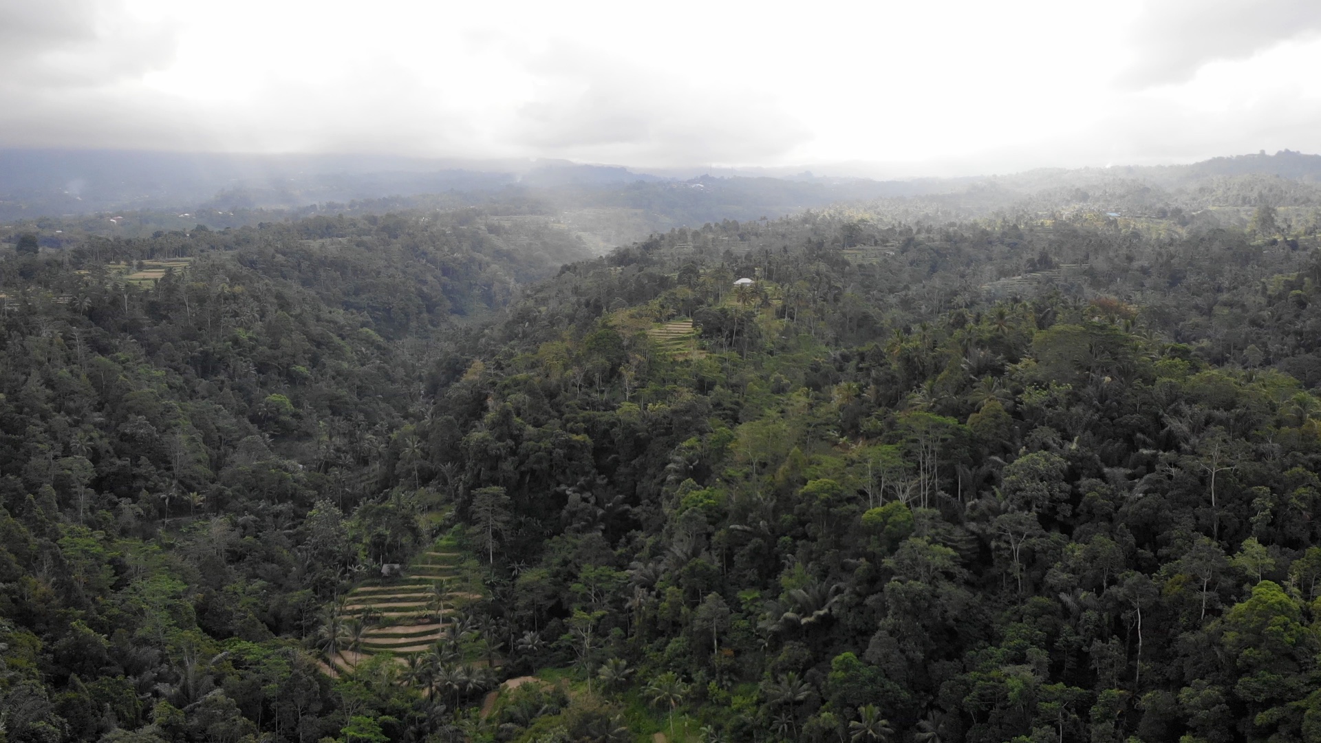 Aerial Drone View of Jungle in Bali