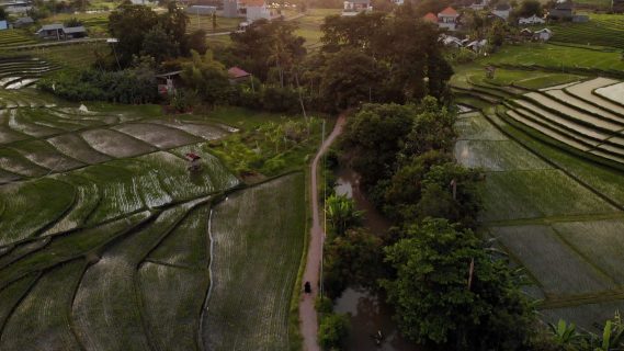 Rice Fields in Kerobokan, Bali