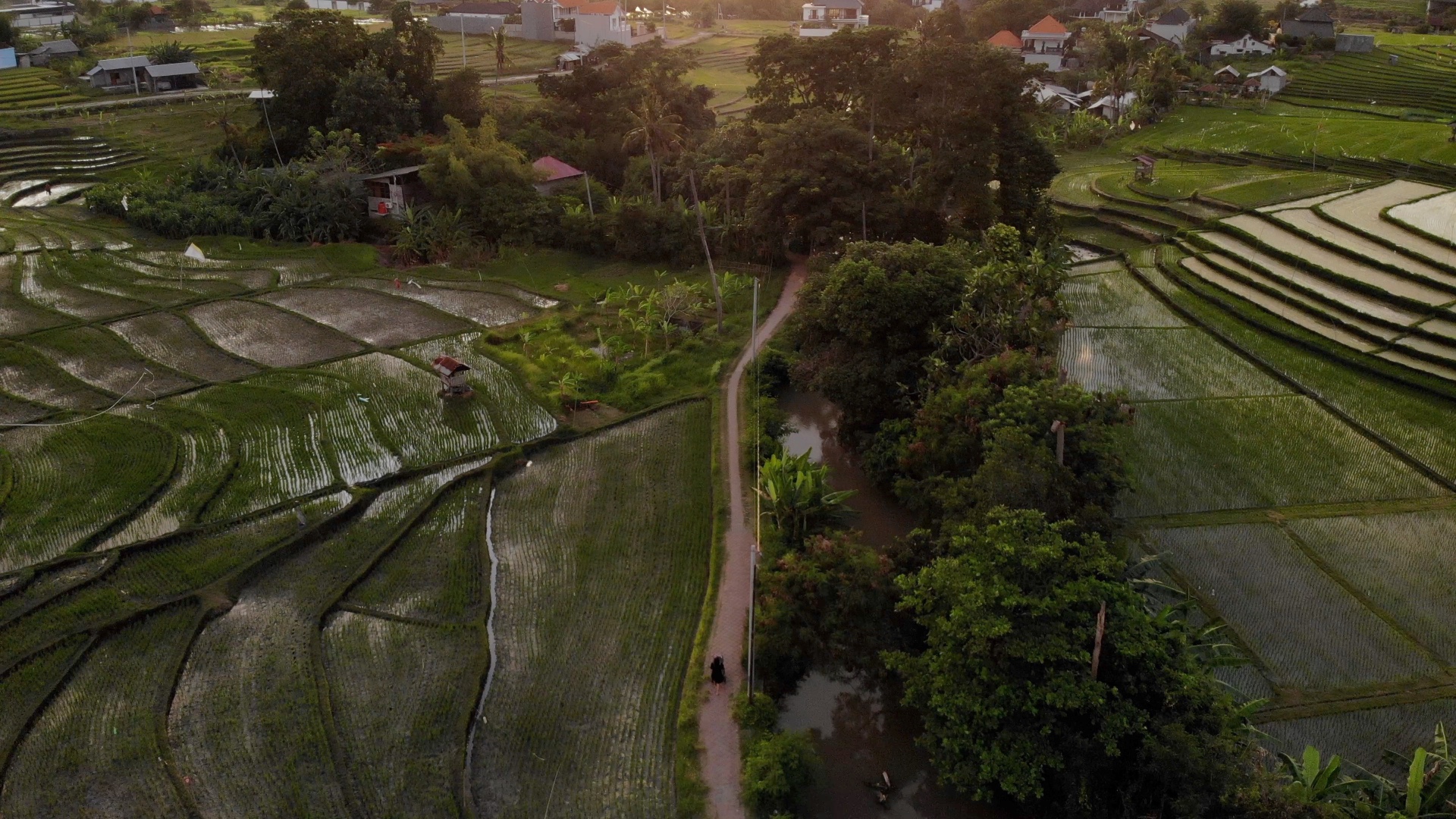 Rice Fields in Kerobokan, Bali