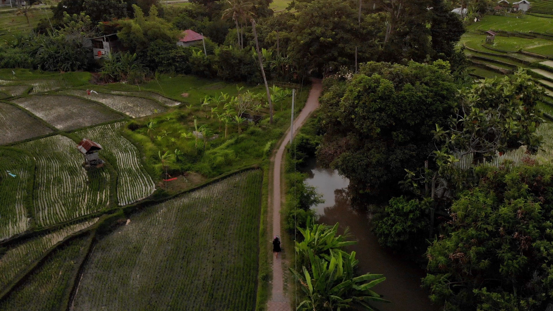 Rice Fields and River in Kerobokan, Bali