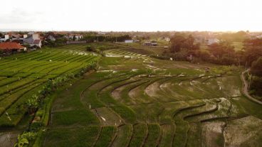 Rice Fields and Villas in Kerobokan, Bali