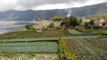 Fields in the Kintamani Village in Bali, Indonesia